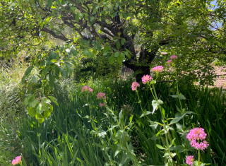 Domaine Des Colettes, Musée Renoir, Cagnes-sur-Mer / crédit : Alticime