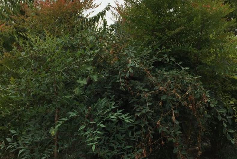 Jardin_Arche_ParisLaDefense©Arp-Astrance_2022 (1).JPG