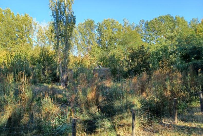 Parc_GrandePlaine_Toulouse©HederaVilleDUrable_2023 (25).jpg