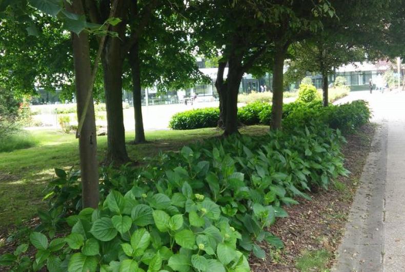 SIte_chenes_CA©Arp-Astrance_2016 (1).jpg