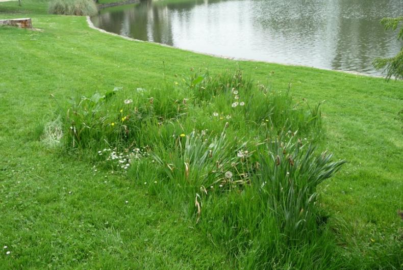 Vitre-Jardin_du_Parc%C2%A9GONDWANA_2016%20%281%29.JPG