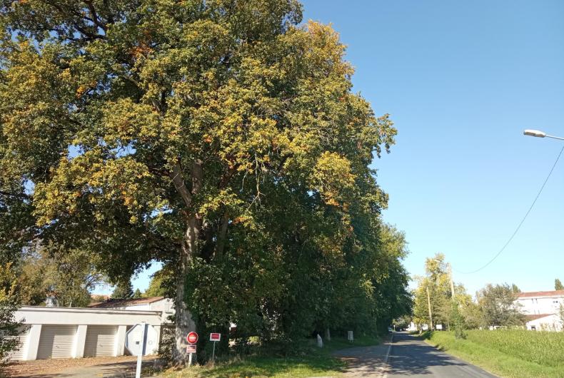 Alignement de chêne participant au maillage bocager