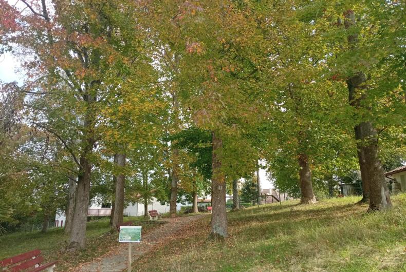 Sous-bois et communication