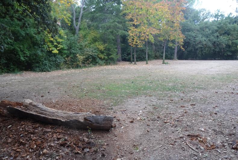 prairie et souche tombée au sol