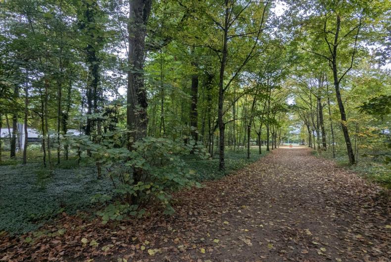 Bois du site