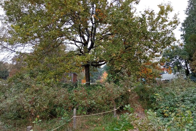 Secteur forestier avec développement de semi et roncier