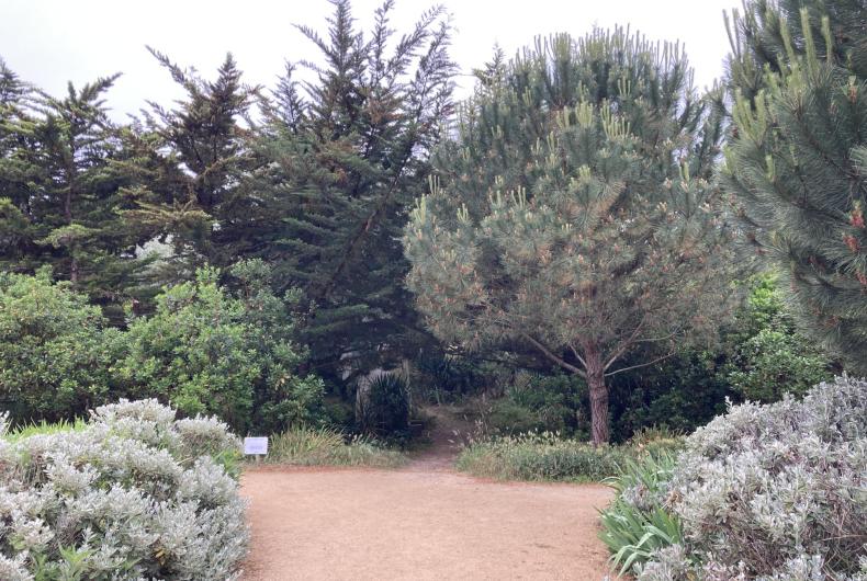 Cheminement stabilisé et jardin arboré et arbustif