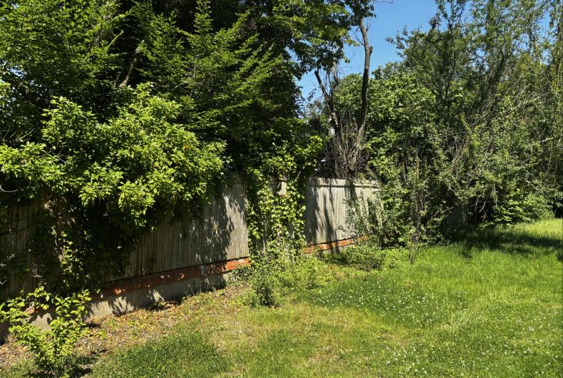 Haie champêtre en plantation
