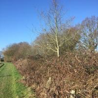 Chemin_Louvries_Rennes©Arp-Astrance_2019 (42).JPG