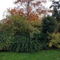 Cimetiere_Fauvelles-Courbevoie%C2%A9Gondwana_2016%20%2838%29.JPG