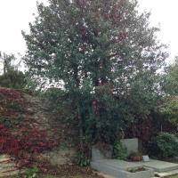 Cimetiere_ND-Versailles©Gondwana_2016 (25).JPG