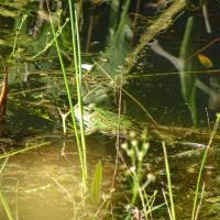 DOMAINE DE LACROIX LAVAL METROPOLE DE LYON @BRASSICA_2024 (13).JPG