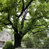 Domaine des collette musée Renoir_Cagnes-sur-mer_GIROD 2024 4.JPG