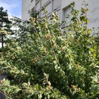 GLH François Leynaud 2024 2.jpg