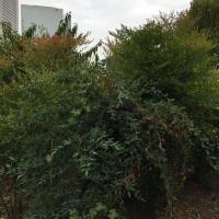 Jardin_Arche_ParisLaDefense©Arp-Astrance_2022 (1).JPG