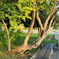 Jardin_Monastere_Cimiez_Nice©Alticime_2021_09.jpg