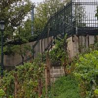 Jardin_Vignes_Puteaux©Arp-Astrance_2020 (1).jpg