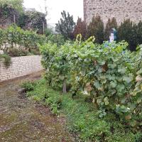 Jardin_Vignes_Puteaux©Arp-Astrance_2020 (12).jpg