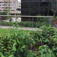 Jardins_Partages_Boieldieu_ParisLaDefense©Arp-Astrance_2022 (4).JPG