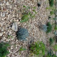 PARC DE LA JARRE MARSEILLE @BRASSICA_2024 (11).JPG