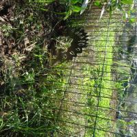 PARC DE LA JARRE MARSEILLE @BRASSICA_2024 (3).JPG