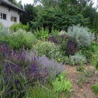 PARC DE LA TETE D&amp;#039;OR NORD LYON @BRASSICA_2024 (2)_0.JPG