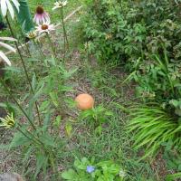 PARC DE LA TETE D&amp;#039;OR NORD LYON @BRASSICA_2024 (3)_0.JPG