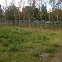 Parc_Angeliques-Bordeaux%C2%A9Oreade-Breche_2016%20%284%29.jpg