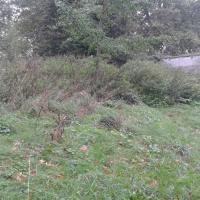 Parc_Balbi-Versailles©Gondwana_2016 (22).jpg