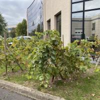 Parc_Defense_Nanterre_Seine_STE©Arp-Astrance_2022 (12).JPG
