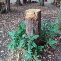 Parc_Picardie-Versailles©Gondwana_2016 (20).jpg