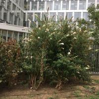 Rue_Regnault_ParisLaDefense©Arp-Astrance_2022 (2).JPG