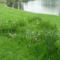 Vitre-Jardin_du_Parc%C2%A9GONDWANA_2016%20%281%29.JPG