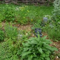 Vitre-Jardin_du_Parc%C2%A9GONDWANA_2016%20%282%29.JPG