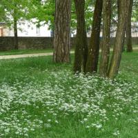 Vitre-Jardin_du_Parc%C2%A9GONDWANA_2016%20%284%29.JPG