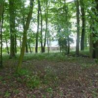 Vitre-Jardin_du_Parc%C2%A9GONDWANA_2016%20%286%29.JPG