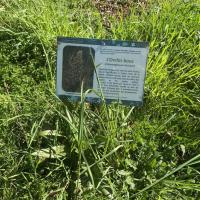 PARC FLORAL, VILLE DE PARIS @ARP ASTRANCE_2025 (13).JPEG