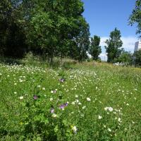 PARC DE PARILLY 2024
