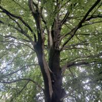 Patrimoine arboré remarquable