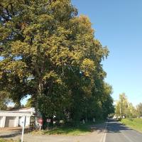 Alignement de chêne participant au maillage bocager