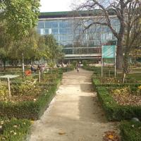 Massif buis et rosier type jardin à la française