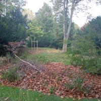 Massif avec paillage de feuille et bois mort
