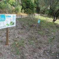 Plantation d'arbres et communication