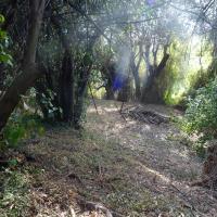 Tas de bois mort