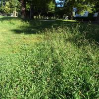 Vue d'une tonte différenciée