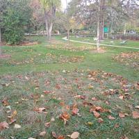 Îlots de prairie sur secteur engazonné