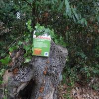 Communication sur les souches d'arbres morts laissés
