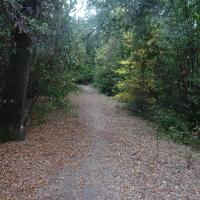 cheminement dans le sous bois