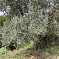 PARC DE FONT OBSCURE 2025