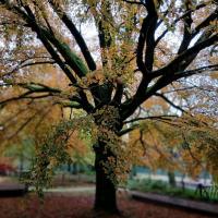 Patrimoine arboré remarquable